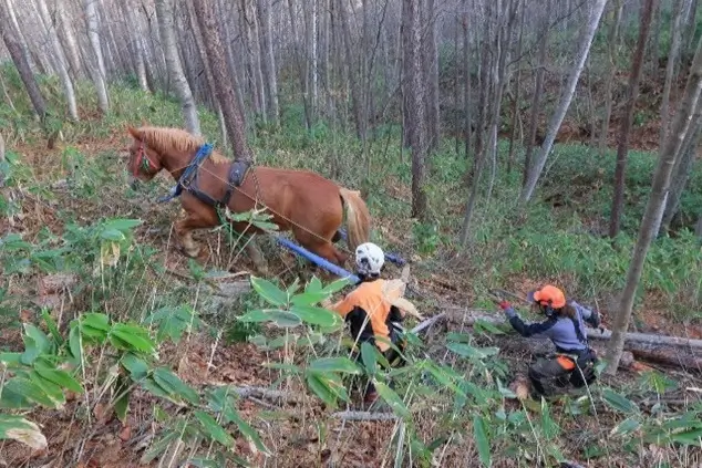Horse logging