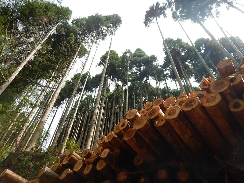 Supplying timber from forest thinning to society
