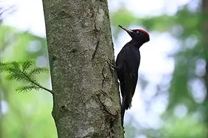 Black woodpecker