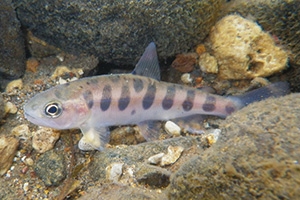 Masu salmon