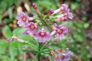 Japanese primrose