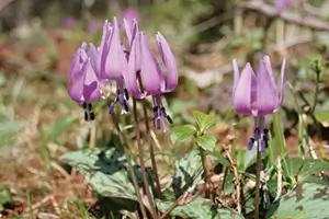 Dogtooth violet