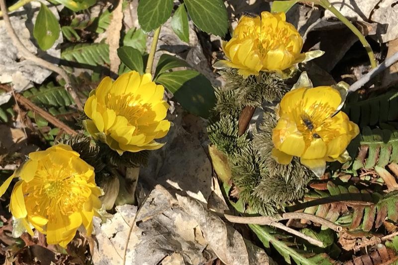 Adonis ramosa