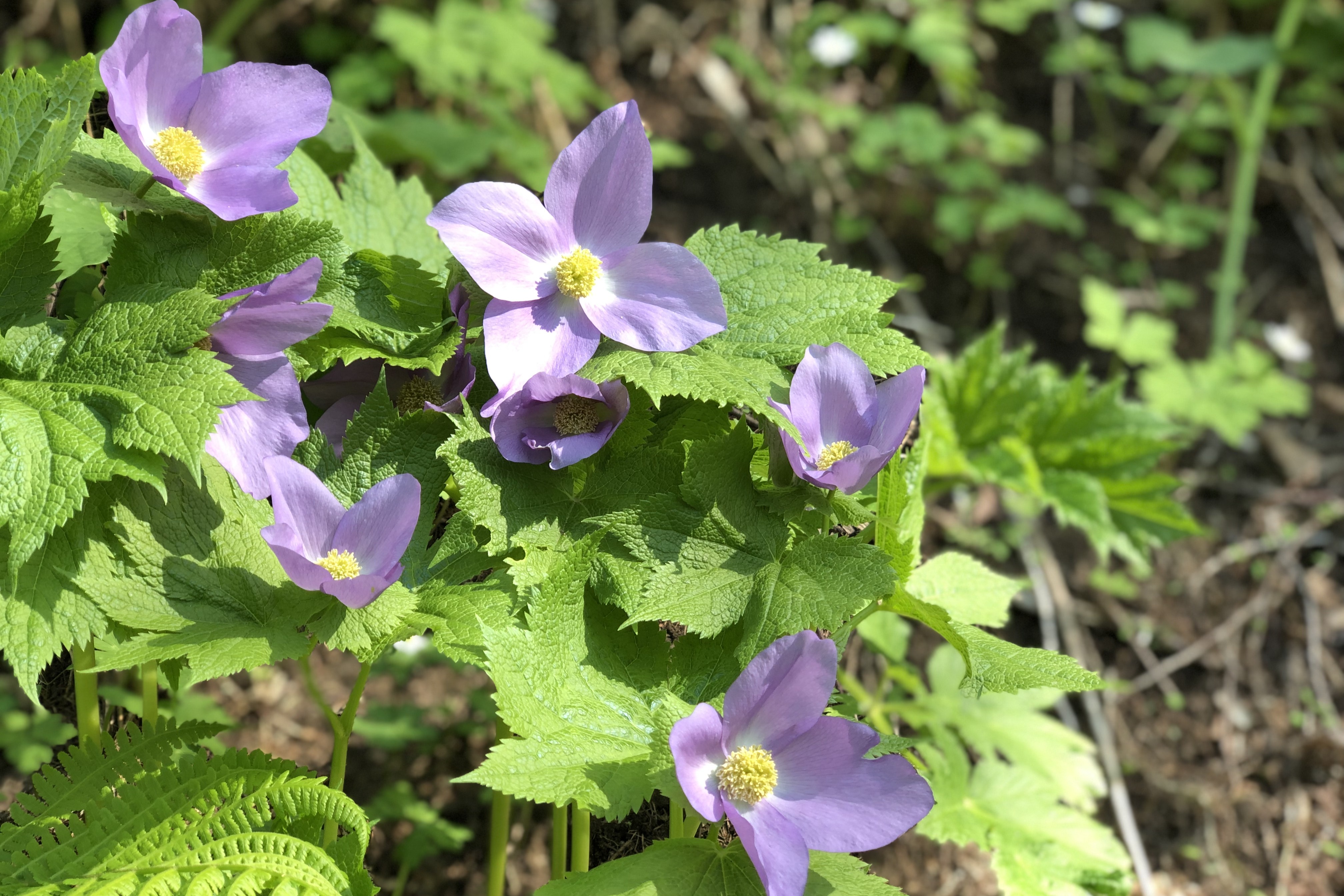 Japanese wood poppy