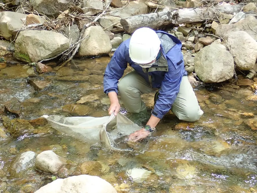 A river ecological survey (collection of benthos)