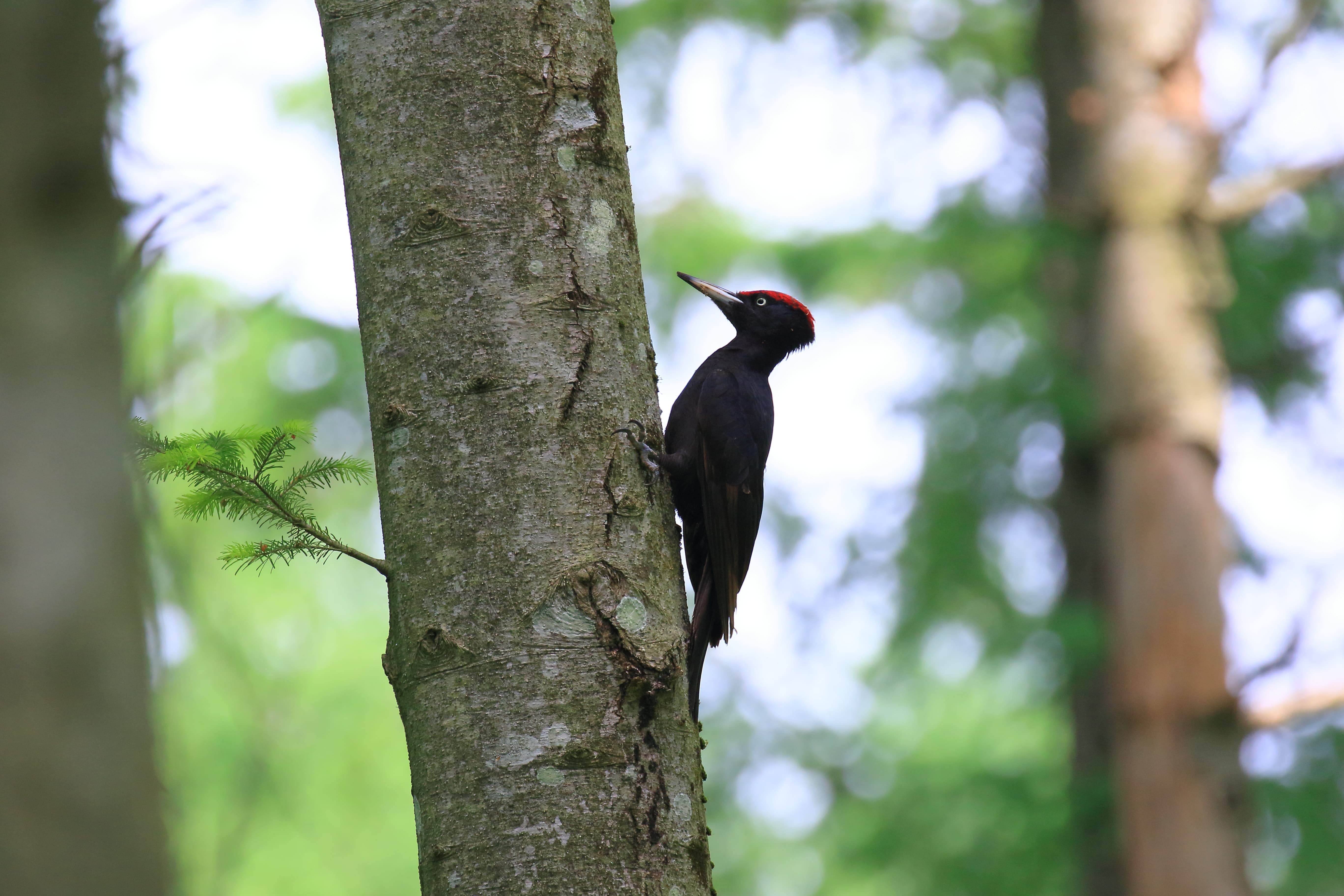 Past Columns of "Materials' Forest"