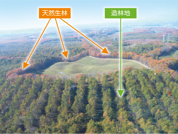 早来山林